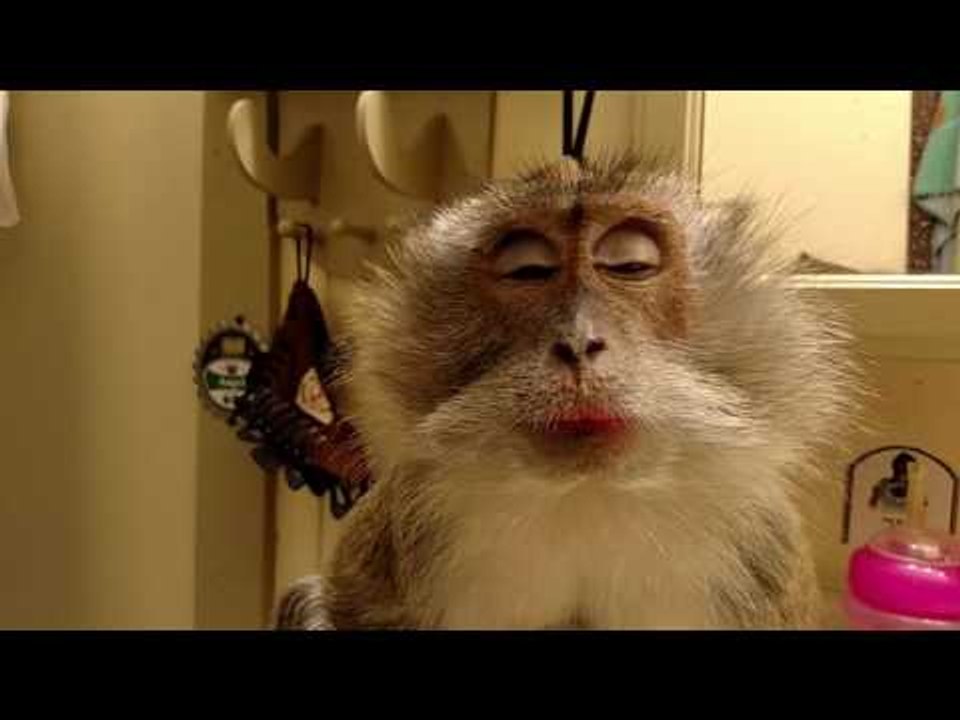 Attention-Seeking Monkey Gets Pampered