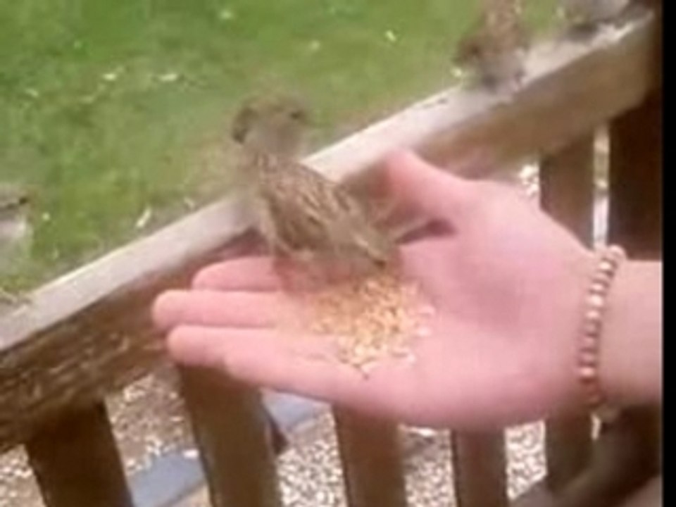 Lé oiseaux