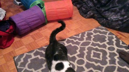 tobey the cat playng with catnip toy ! 2016