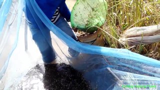 Three beautiful Girl Fishing at rice Farm-Cambodia Traditional Net Fishing-How to Catch Small Fish