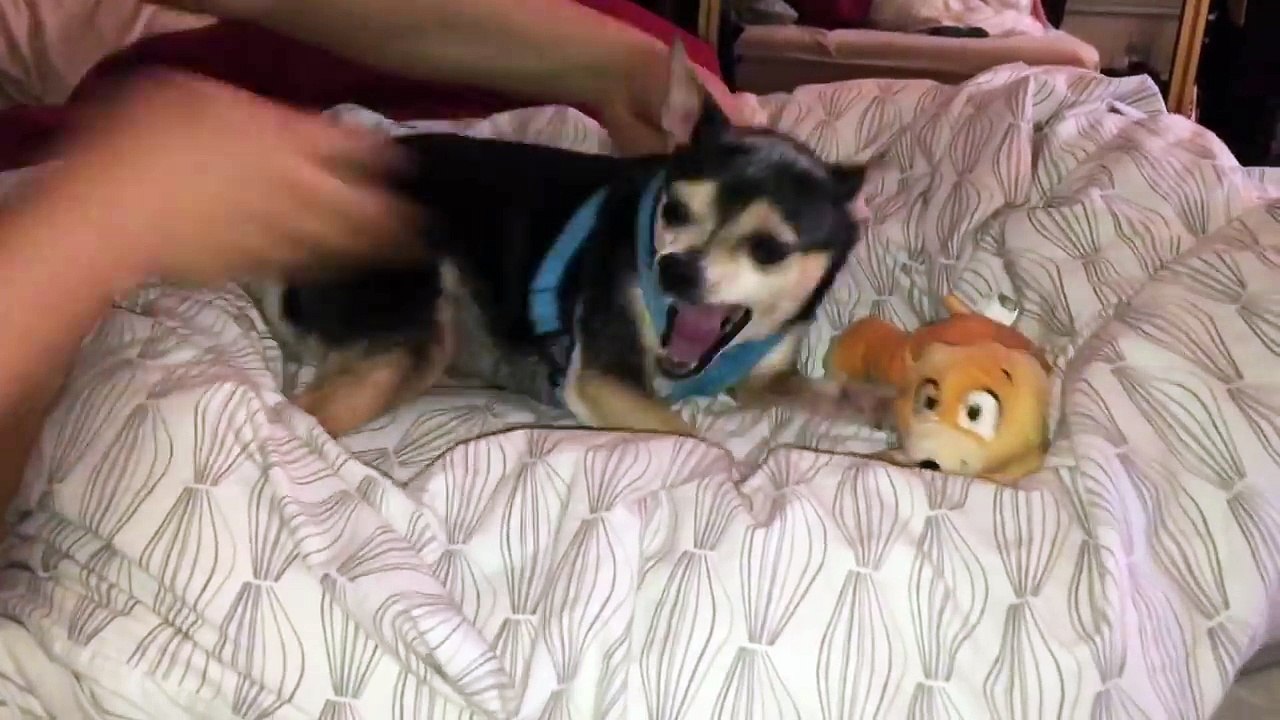 Donald Duck Undercover as Dog