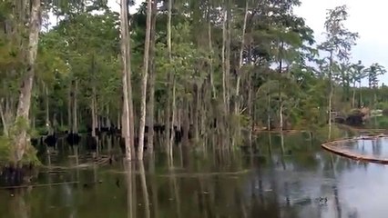 Một góc rừng biến mất và cần một lời giải thích cho hiện tượng lạ này