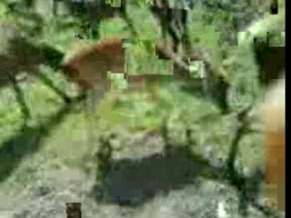 Biches beatch beach beech