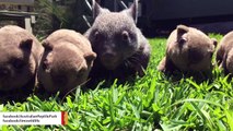 George, The Orphaned Baby Wombat, Becomes An Internet Sensation