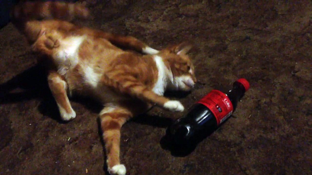 Kitten Verses Coca Cola.