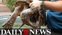 SEE IT: 53-Pound Snapping Turtle Saved From A Drainage Pipe In Texas