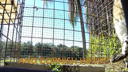 Turkeys For The Big Cats!