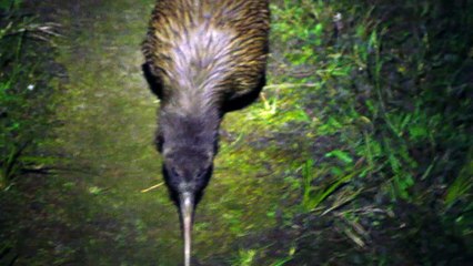 First kiwi on Stewart Island - New Zealand