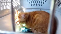 2Funny Cats Compilation 2015 - Funny cat videos - Funny animals 11 2016 youtube