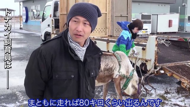 Livraison de dominos pizzas par des rennes comme le père noel !