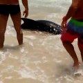 Des brésiliens sauvent un dauphin échoué sur une plage