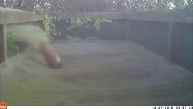 Un furet s'éclate sur le trampoline dans un jardin la nuit !