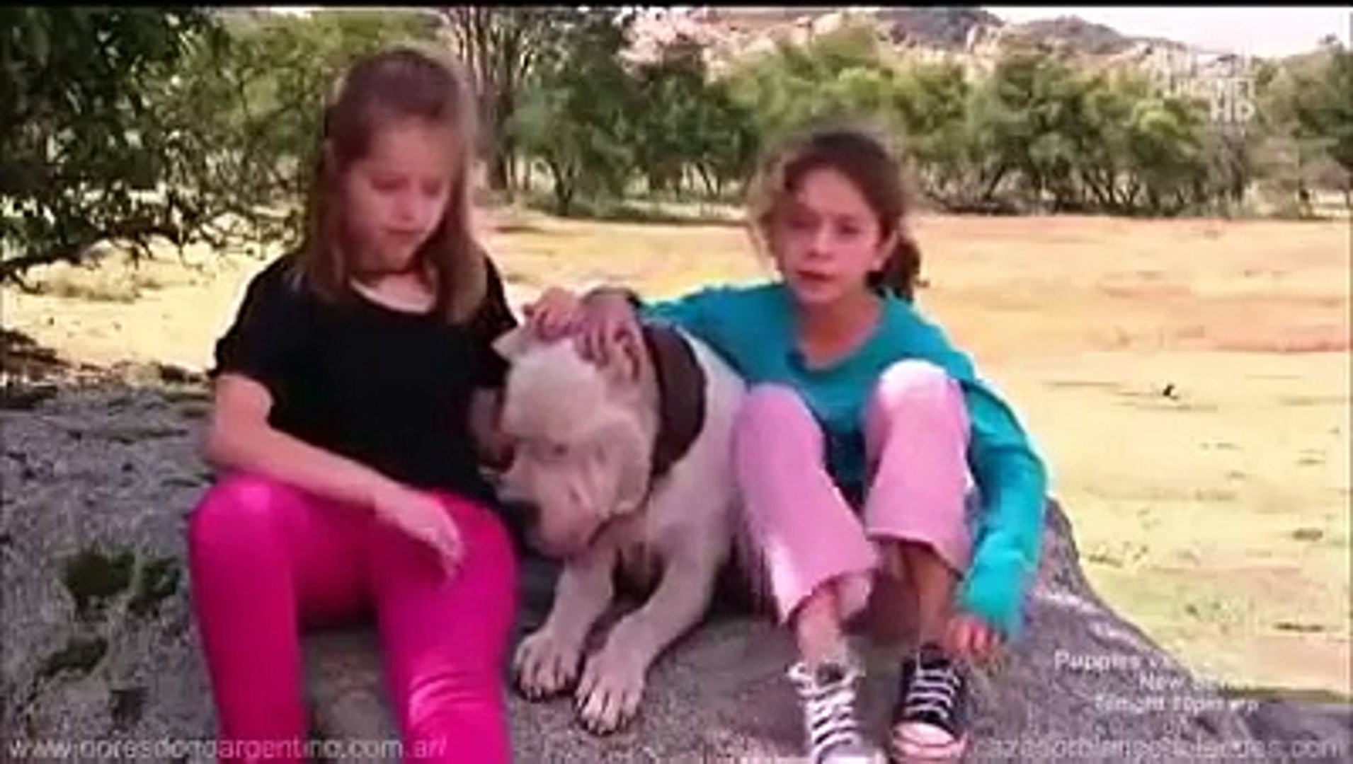 Dogo Argentino Morocho saves 2 girls from Puma attack - Dailymotion Video