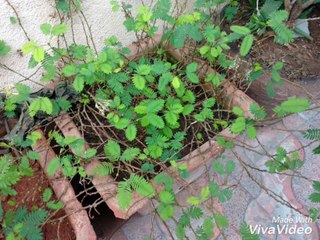 Moto X Play Image Quality