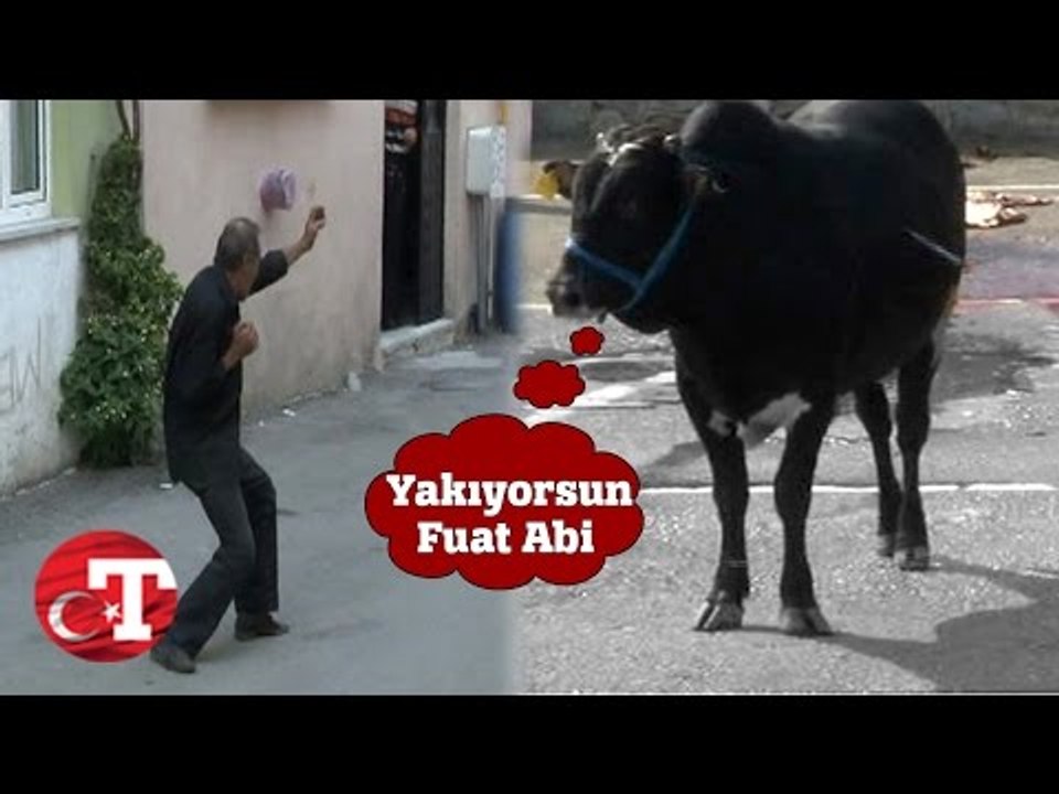Kaçan Danaya Karateli Gözdağı