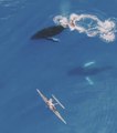 Un homme en bateau tombe sur 2 baleines curieuses... Belle rencontre en mer