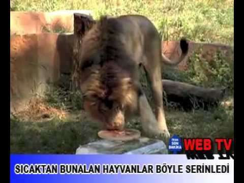 393014 Sıcaktan bunalan hayvanlar böyle serinledi