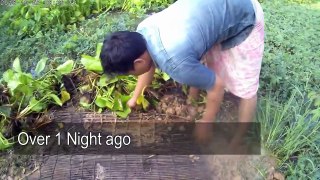 Top 10 Amazing Viral Videos 2016  Net Fishing at Battambong Province  Traditional Fishing