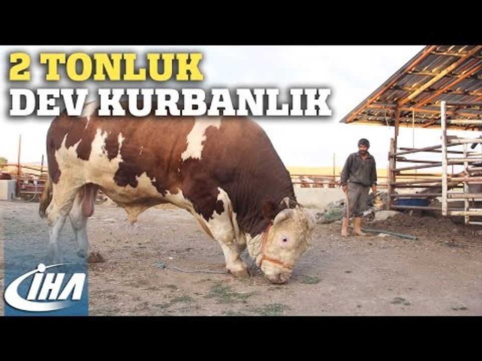 2 Tonluk Dev Kurbanlık