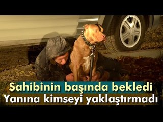 Bonzai İçip Krize Giren Sahibine Kimseyi Yaklaştırmayan Pitbull