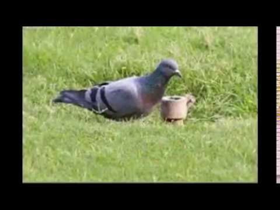 piegon