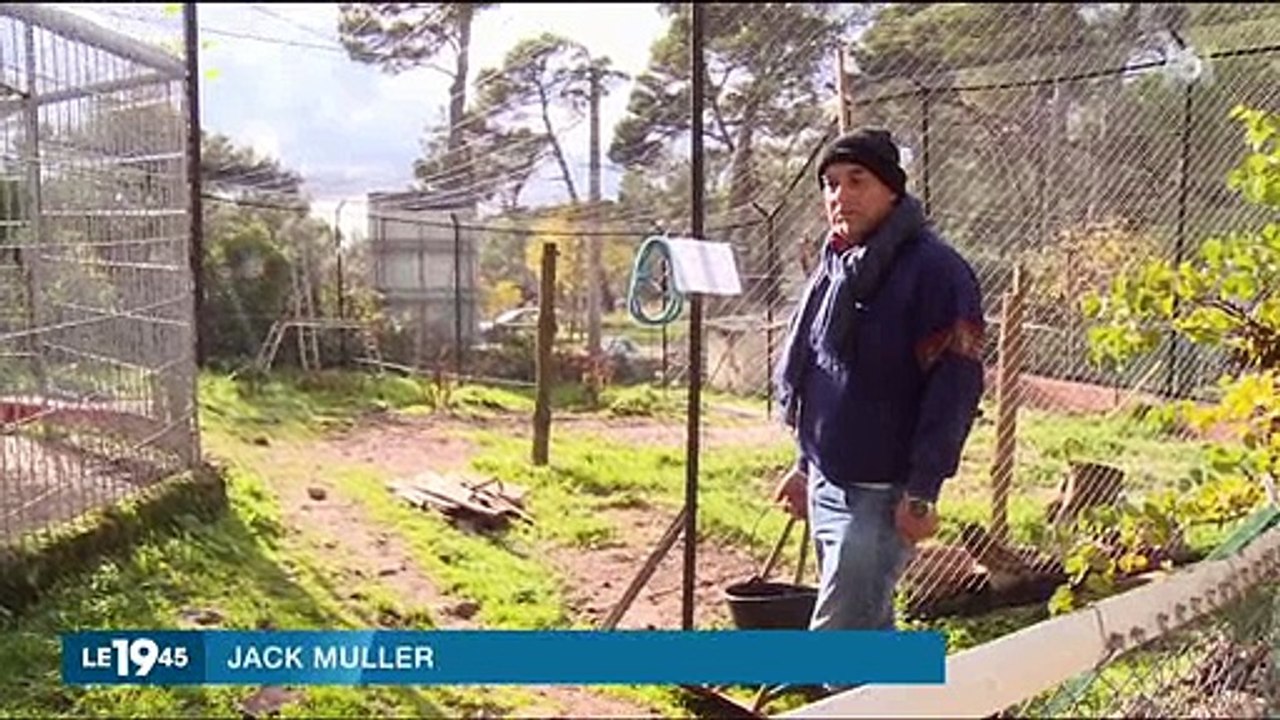 Un homme fait une grève de la faim pour obtenir la garde... de son puma ! Regardez