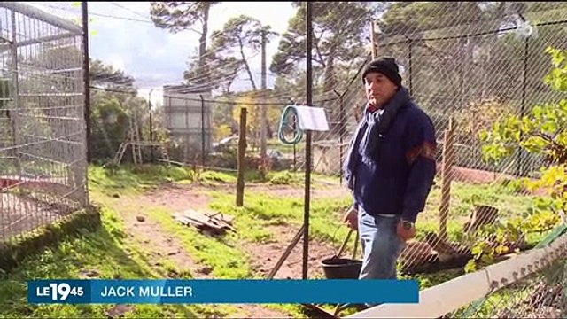 Un homme fait une grève de la faim pour obtenir la garde... de son puma ! Regardez
