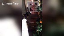 Kitten attacks Christmas Tree and knocks it over