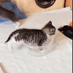 Le chat aime le tupperware