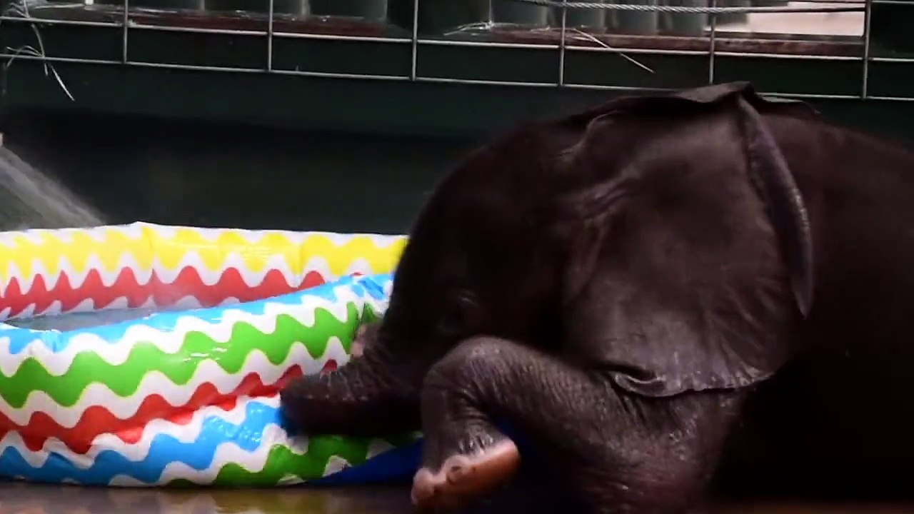 un-bebe-elephant-decouvre-les-joies-de-la-baignade-en-ete