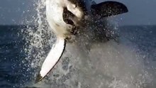 Attaque requin