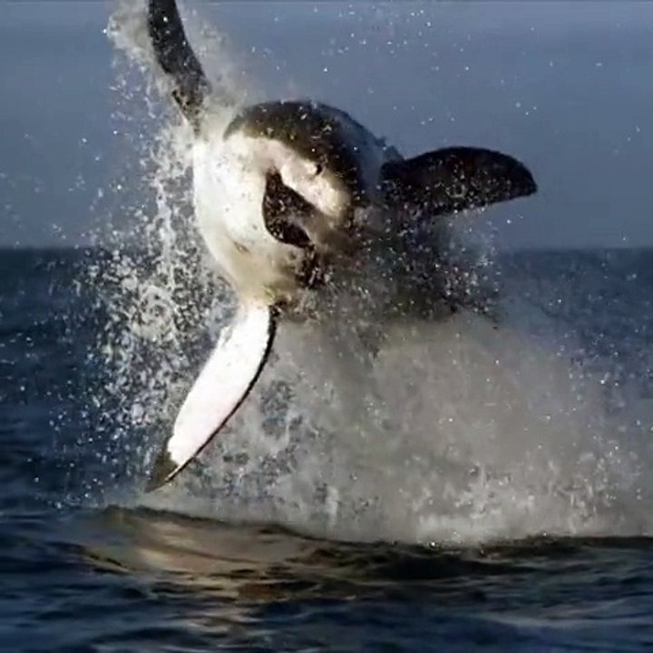 Attaque requin