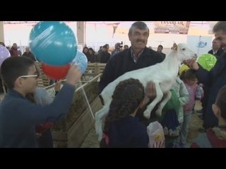 Koyun, Keçi Festivali