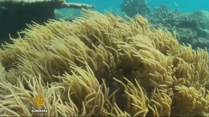 Australia's Great Barrier Reef Is Dying