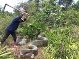 Amazing Human Catch Snake water Using The Bottle Net Trap How to Catch Snake in siem reab