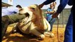 Camel-Gone-Crazy-Eats-Human-Head-Animal-Eating-Human-Head-Dangerous-Video