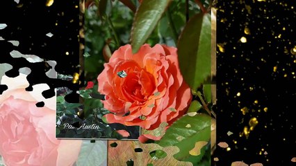 hoa khach cottage garden 3011