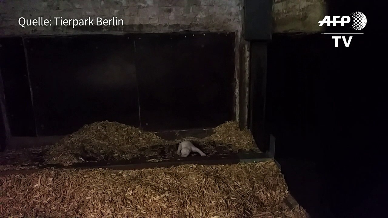 Süß! Berliner Eisbären-Nachwuchs