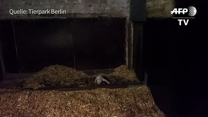 Süß! Berliner Eisbären-Nachwuchs