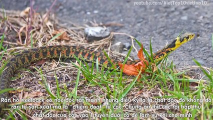 Top 20 Loài Rắn Kỳ Lạ Và Độc Đáo Nhất Hành Tinh