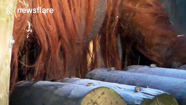 Orangutan licks ice on wooden planks
