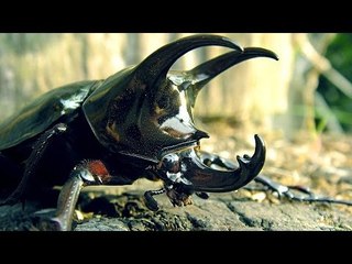 Dünyanın En Pahalı Böceği Ayağına Geldi