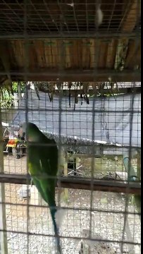 Un perroquet qui crie comme une poule !