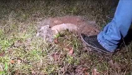 Jogando Alumínio Derretido Dentro de Formigueiro