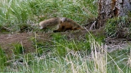 Small Dog vs Bear  Honey Badger vs Huge Cobra, Wild Dogs, Hyena