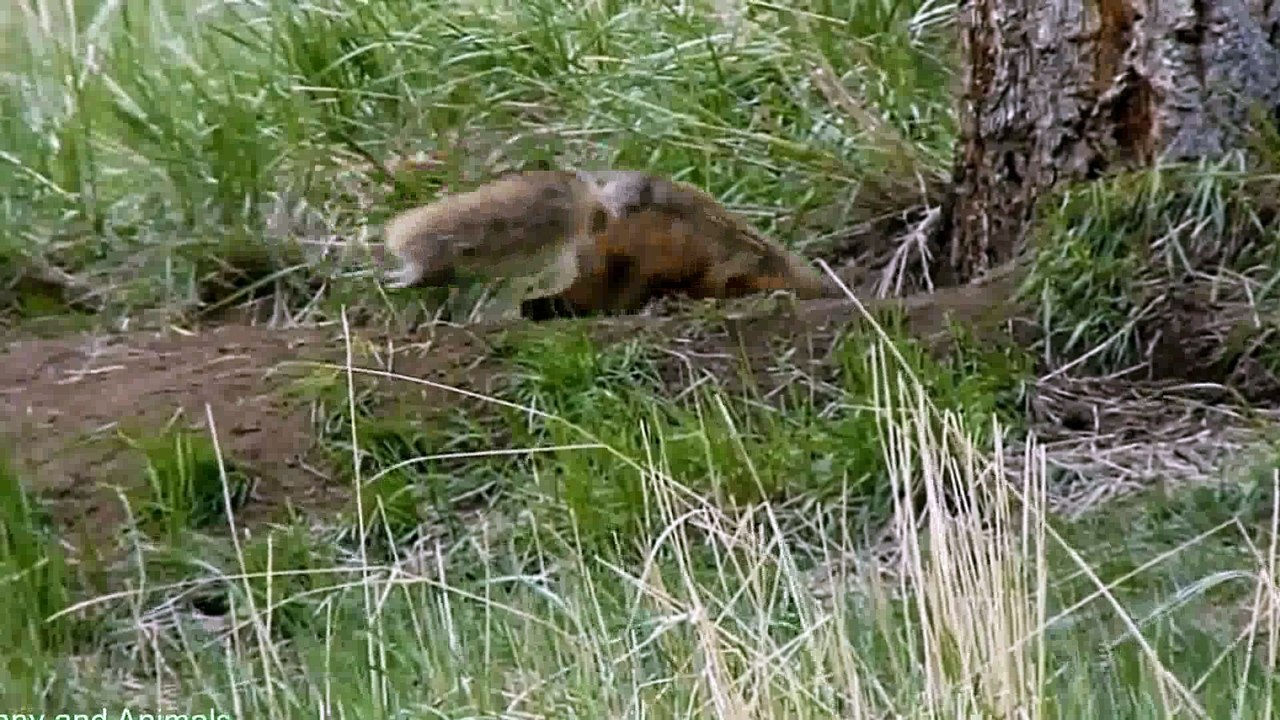 Small Dog vs Bear  Honey Badger vs Huge Cobra, Wild Dogs, Hyena