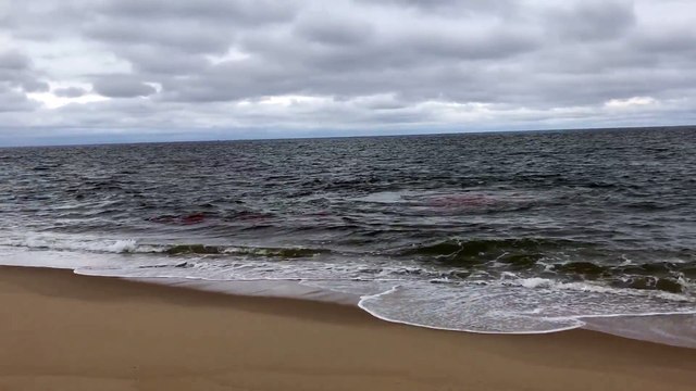 Shark Attacks Seal at Cape Cod Beach