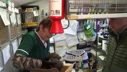 Baby hedgehogs battling for survival