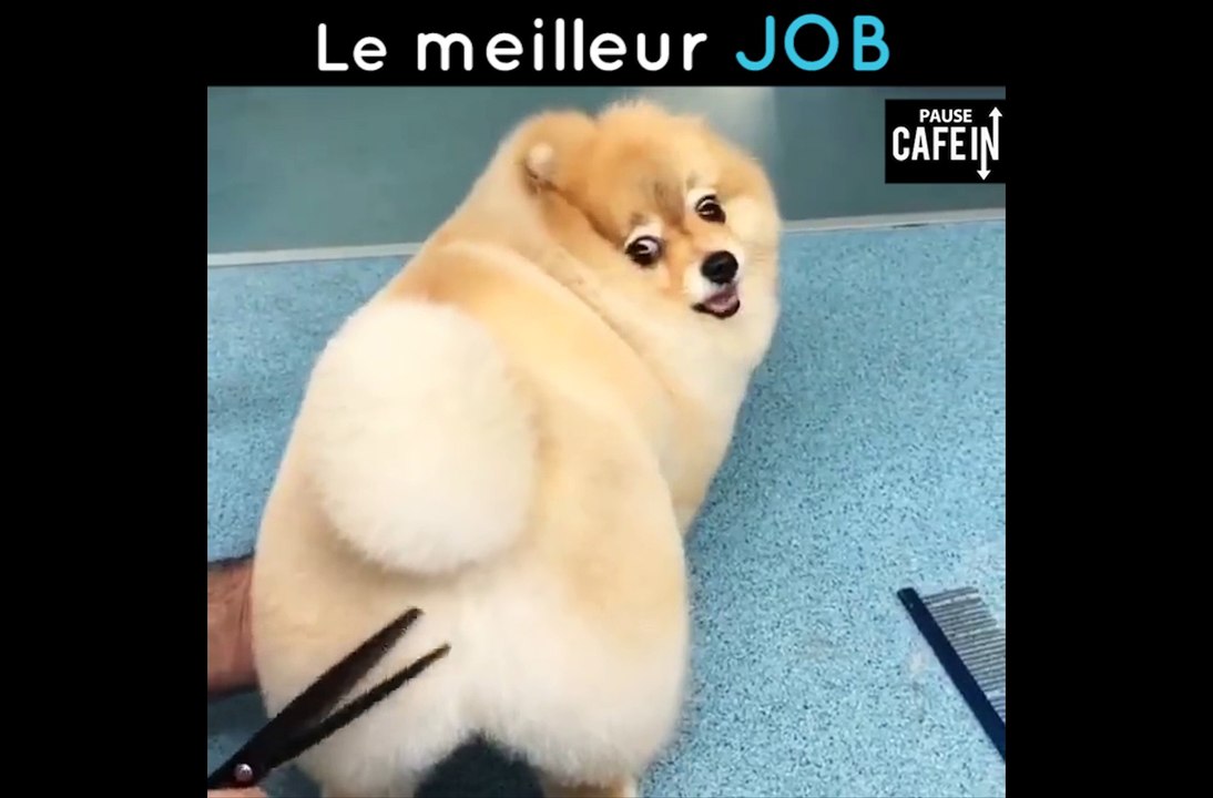 Le meilleur de tous les jobs !
