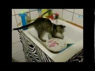 Bulaşık yıkayan kedi